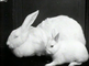Exhibition of pedigree rabbits