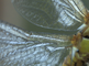 Details grote keizerlibel met dauw
