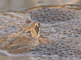 Bruine kikker in water