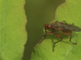 Strontvlieg poetst zich op blad van bolletjesvaren