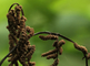 Bruine sporendoosjes op fertiel blad van koningsvaren