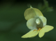 Een bloem van het klein springzaad in close-up