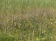 Een groep van de moeraswespenorchis in een grasland
