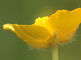 Bloemen van boterbloem spec in close-up
