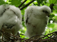 Jonge sperwers bewegen op nest