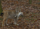 Lynx met konijn in bek
