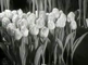 Tulip exhibition