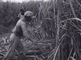 Nieuws uit de West: suikercultuur in Suriname