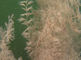 Gepluimde hoorncelpoliep als planten in het water