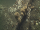 Sponzen samen met zeeanjelieren op een wrak