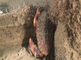 Noordzeekrabben schuilen in restanten van wrakken