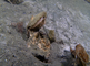 Levende gewone oester die het water filtert dat voorbij stroomt